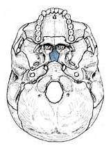 Inferior Vomer Osteology Quia Skull Bones Auditory Facial Small sketch template
