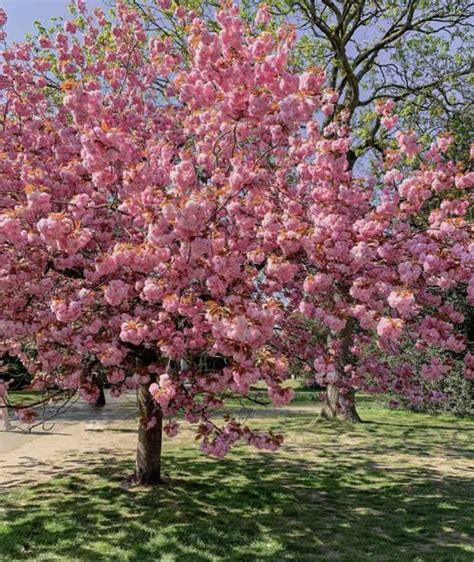 cherry blossom trees grow  florida
