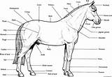 Horse Anatomy Coloring Printable Pages Horses Kids Print Labeled Stall Diagram Color Parts Book Puzzles Study Chart Unit Breyer Animal sketch template