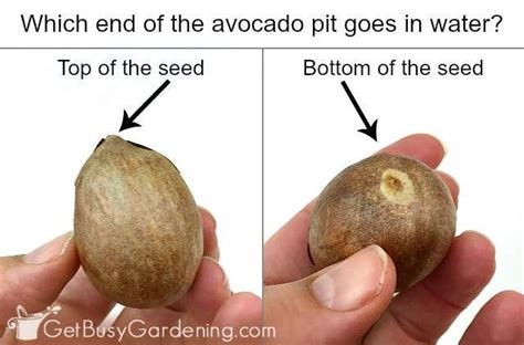 How To Grow An Avocado Tree From Seed Grow Avocado Avocado Plant