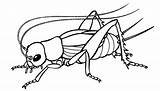 Grilo Colorir Insect sketch template