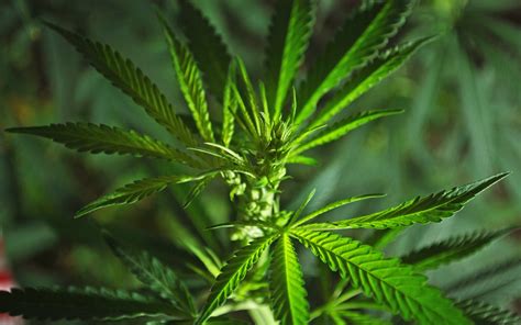 ways     male cannabis plants leafly