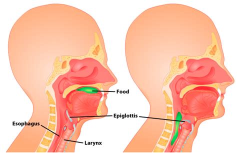 verbal  lambung refleks penelanan  peristaltik esofagus