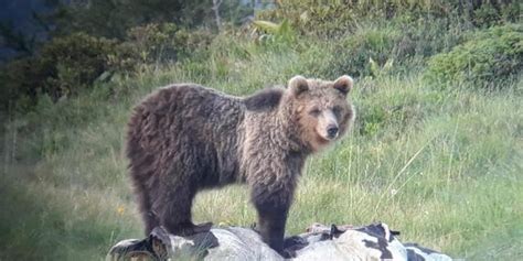 Brown Bear Recaptured After 3rd Escape From Wildlife Habitat 2nd Of