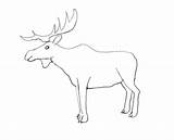 Reindeer Antlers Coloring Pages Antler Getcolorings Getdrawings sketch template