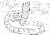 Cobra Pages Anaconda Coloriage Colorare Snakes Realista Cobras Ausmalen Getdrawings Ausmalbilder Schlangen Clash Reale Supercoloring Pintar Lenda Kostenlos Royale Disegno sketch template