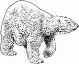 Bear Polar Coloring Pages Bears Printable Supercoloring Drawings Gif sketch template