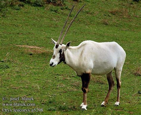 oryx leucoryx arabian arabisk arabie arabische beisa orice darabia arab bejza weisse weisse