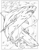 Coloring Pages Kids Shark National Geographic Color Printable Animals Basking Book Animal Colouring School Books Print Nationalgeographic Ocean Adult Getcolorings sketch template