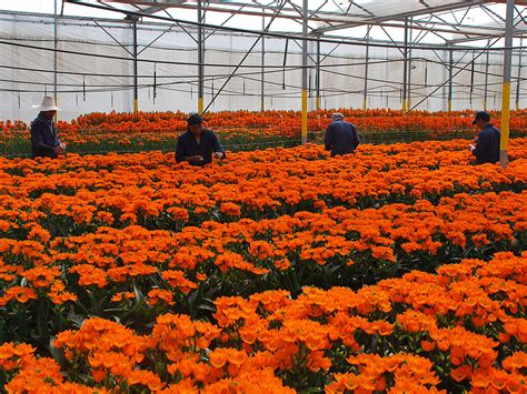 cultivation asa flowers bulbs