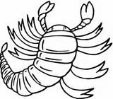 Scorpion Coloring Pages Scorpions Printable Supercoloring Color Categories sketch template