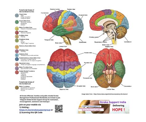 human brain laminated anatomy chart human brain anatomy human