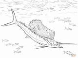 Coloring Pages Sailfish Atlantic Drawing Fish Swordfish Printable Drawings sketch template