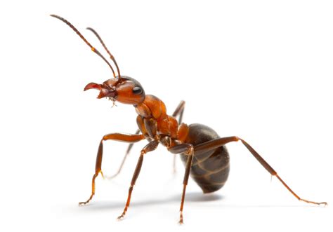 cc ants  marching ant navigation  vector addition