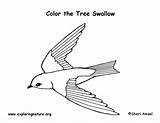 Swallow Coloring Tree sketch template