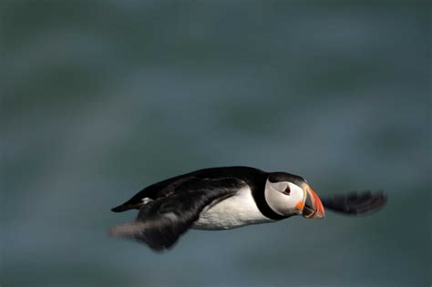 puffin  penguin    differences az animals