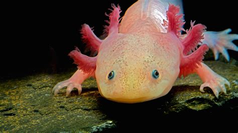 axolotl bing wallpaper