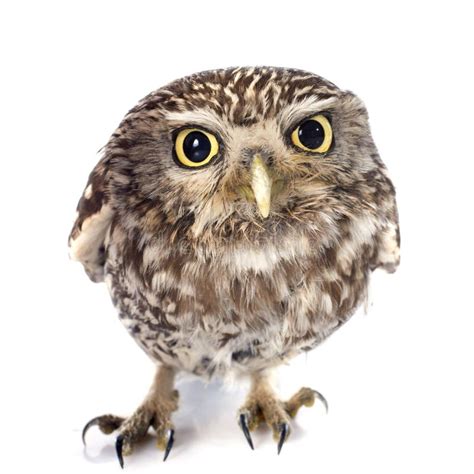 owl stock photo image  white background bird