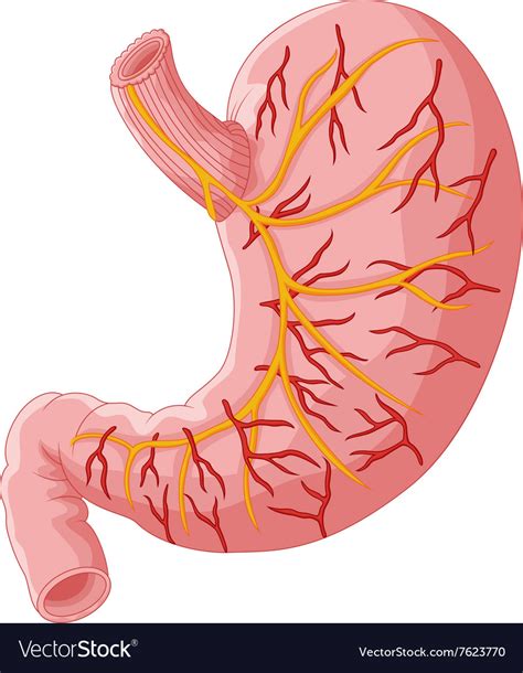 human stomach royalty free vector image vectorstock