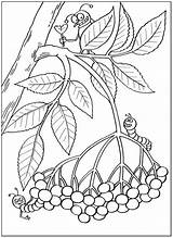 Pflanzen Gratuitamente Stampa Ausdrucken Raccolgono Foglie Malvorlage Raskrasil sketch template