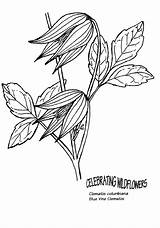 Clematis Coloring 830px 55kb sketch template