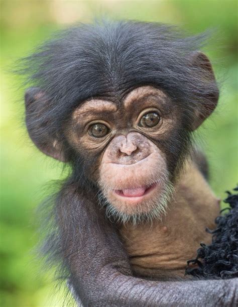 baby chimpanzee primates cute funny animals animals  pets wild