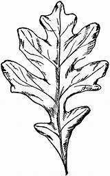 Oak Leaf Printable Stencil Leaves Popular Coloring sketch template