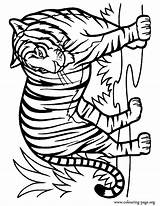 Tiger Coloring Pages Tigre Tigers Coloriage Colouring Printable Cute Head Print Pro Dessin Colorier Imprimer Tilting His Animal Sheets Animals sketch template
