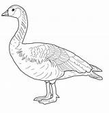 Goose Wildgans Geese Kanadische Designlooter Kategorien sketch template