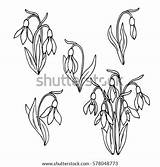 Snowdrop Vector Contour Sketch Shutterstock Flowers Stock Preview sketch template