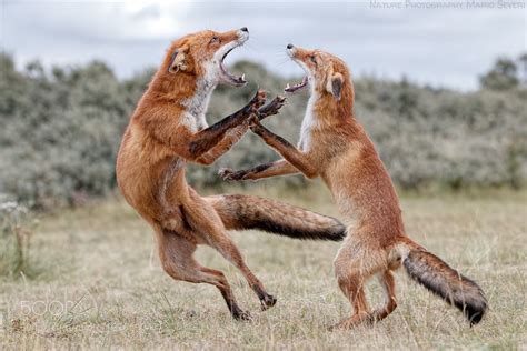 dances  foxes  marioseveri  httpiftttbyaf dancing animals fox animals
