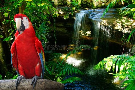red parrot stock photo image  beak maccaws feathers