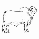 Bull Brahman Coloring Pages Cow Cattle Drawing Para Bulls Cute Momjunction Color Vaca Drawings Toddler Desenho Bucking Kids Cowboy Colouring sketch template