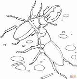 Beetle Scarabeo Colorir Stag Brigando Besouros Kleurplaat Beetles Insect Besouro Elephant Tudodesenhos Olifant Kleurplaten Insetti sketch template