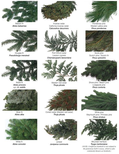 types  evergreen trees complete buying guide  evergreen trees