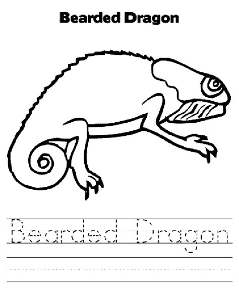bearded dragon coloring page animals town animals color sheet
