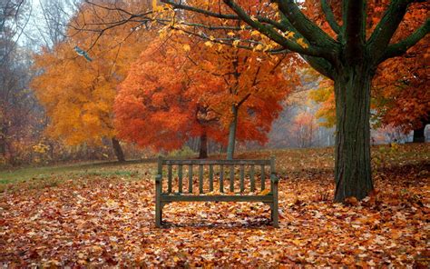 bench full hd wallpaper  background image  id