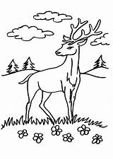 Colorat Desene Planse Colorare Cervo Animale Cerb Salbatice Disegno Capriolo Cerbi Daino Desenat Imagini Cerbul Cerbiatto Bambi Poze Lupo Bosco sketch template