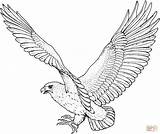 Falco Hawk sketch template