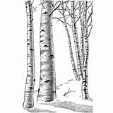 Birch Tree Rubber Coloring Beeswaxrubberstamps Trees Birches Stamp sketch template