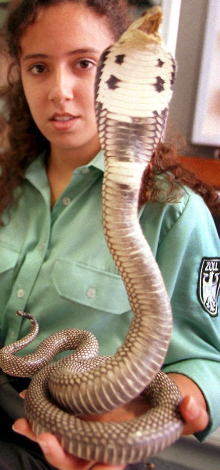 giftschlange droht hungertod kobra suche wird eingestellt  tvde