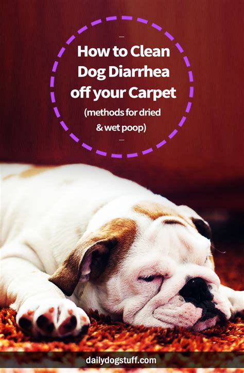 dog diarrhea   carpet carpet vidalondon