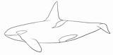 Orca Coloring Clipart Pages Whale Webstockreview sketch template