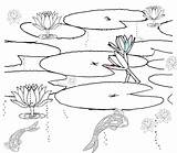 Pond Coloring Pages Habitat Animals Printable Drawing Fish Sketch Scene Plants Clipart Ponds Colouring Habitats Color Lily Clip Print Template sketch template