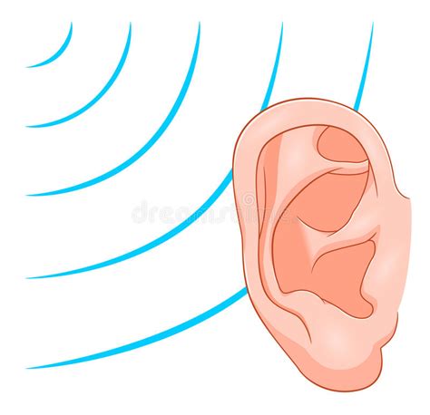 ear  sound waves stock vector illustration  acoustic