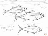 Tuna Coloring Bluefin Shoal Pages Pacific Salmon Printable Drawing Animals Print Drawings Ocean Template Sketch sketch template