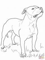 Staffordshire Staffy Coloring Cartoondistrict Pitbull sketch template