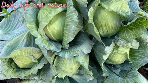 grow cabbage  seeds  harvest growing cabbages
