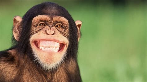 deep voiced monkeys    talk study finds scitech gma news