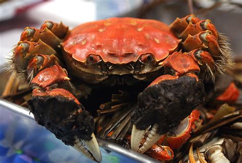 Hairy Crab Flickr Photo Sharing